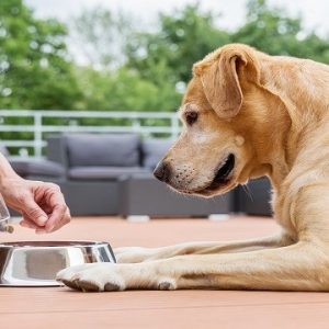 Dog Nutrition