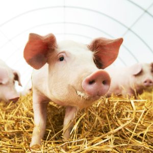 Create Simple Ration - Pearson Square Method